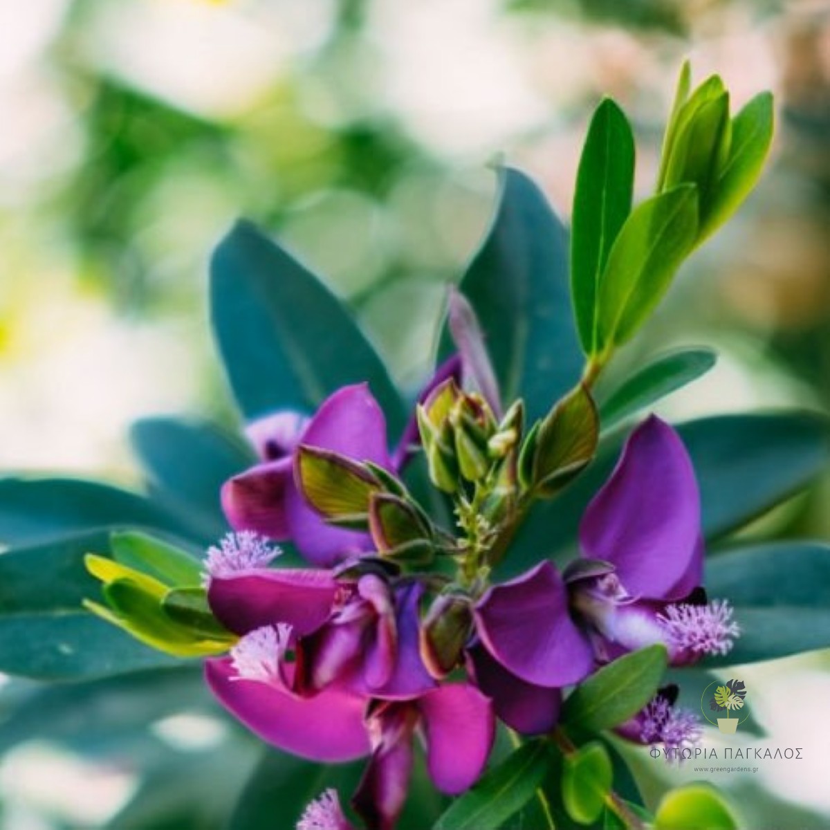 ΠΟΛΥΓΑΛΑ – Polygala myrtifolia - 1